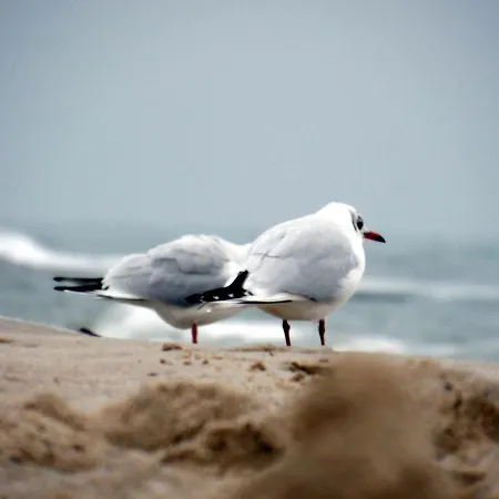 Guest house Kiek In 2*